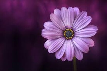❀!Grow!❀
