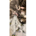 ɢʀᴀᴄɪᴇs ɢʀᴏᴜᴘ!