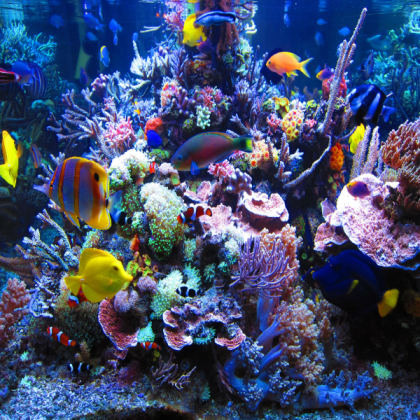 Fish Tank Roblox decal