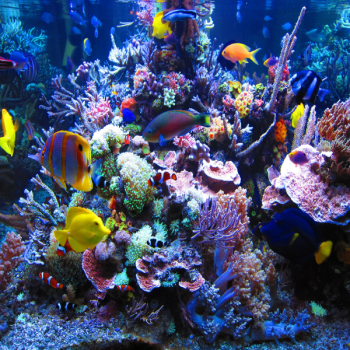 Fish Tank Roblox decal