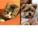 Cats And Dogs Life