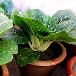 Best Regards To Plant Hangout