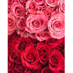 REDPINK ROSESS