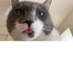 Cat/kitten squad join if you love them