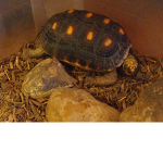 Jojo among us turtle ##### Sussy baka group