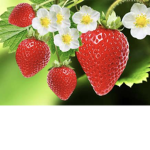 .•<Strawberry squad>•.