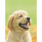 Dog fun day group