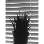 plant life