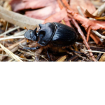 Beetle group