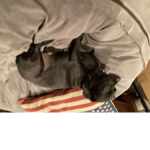 Best name Dogs
