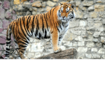 TigerTopia