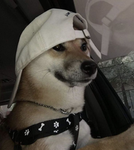 Shiba-team