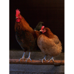 Fast chicks