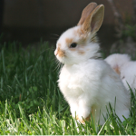 Fuzzy Bunnies Group