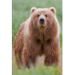 Animal group 2498