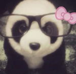Boba panda club
