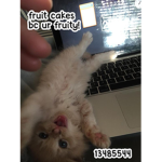 fruit cakes!!!