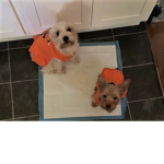 The cheesey sqaud