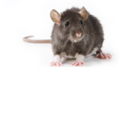 The Space Rat evets