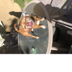For lily so Lyla gets robux
