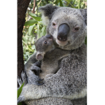 Save The Koalas!!
