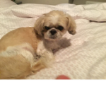 Sophia’s world of dogs