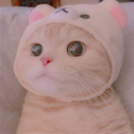 !!Cat Club!!