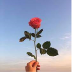 Sky&Rose Roblox Group!