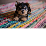 Bubba boy AKAMy dog Bandit