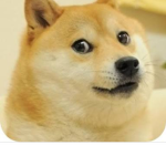 Doge&Shiba inu squad