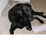 Black Dogs RULE!