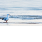 super seagull productions