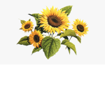 xSunflower squadx