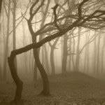 The Forest Souls...