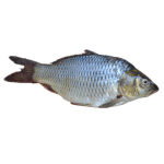 fish legacy