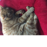 Peanut the cat