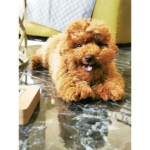 MY puppy says join the group