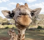 Jiraffes