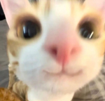 euphoniou$
