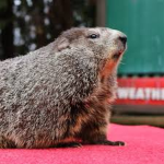 Punxsutawney Philism