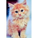 kittykat10011