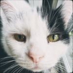 Sookie
