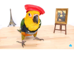 Birdo Clothing