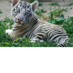 baby tiger fam