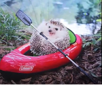 Hedgehog party