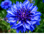 l'été des fleurs