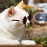 Коты ФБР