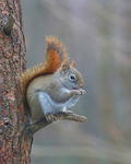 i love squirrels!!!!!!!!!!!!!!!