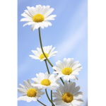 daisy god