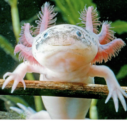 Axolotl base